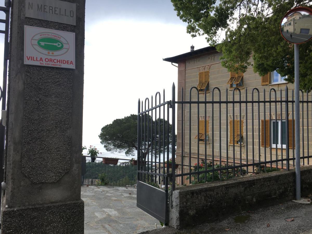 Orchidea Camogli