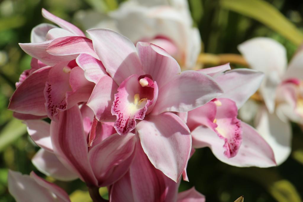 Guest house Orchidea